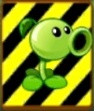 An endangered Peashooter