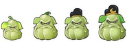 Pig Squash growth.png (83 KB) Pig Squash growth stages