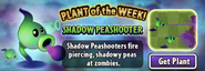 Shadow Peashooter featured as Plant of the Week via main menu (2024)