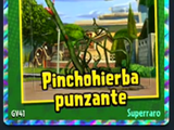 Pinchohierba punzante