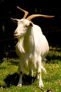 220px-A white irish goat