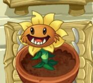 A fully grown Primal Sunflower in the Zen Garden