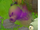 Ko'd Peashooter.PNG