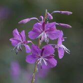 Fireweed-166375 960 720