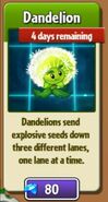 Dandelion in purchase store