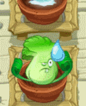 Bonk choi regado.gif
