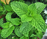 Mint(real).jpg