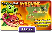 Pyre Vine featured as Plant of the Week