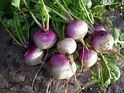 Turnips