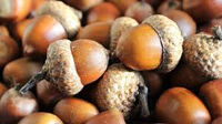 Acorns