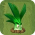 Sunshine Leek2