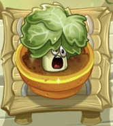 Boosted Headbutter Lettuce in the Zen Garden