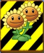 Endangered Twin Sunflower