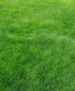 Grass(real)