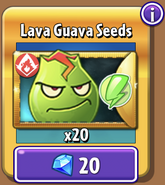 Lava Guava's seeds in the store (Gold)