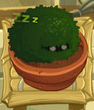 Small Bush sleeping in Zen Garden