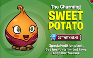 An advertisement for Sweet Potato