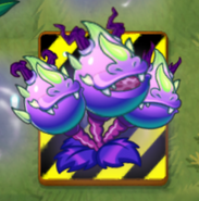 An endangered powered Dragon Bruit