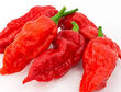 GhostPeppers