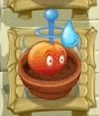 E.M.Peach Watering