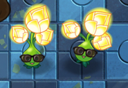 2 Gold Blooms not giving sun (only possible through Imitater)