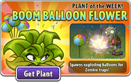 Boom Balloon Flower featured as Plant of the Week