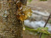 Tree-sap