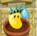 Frijol solar regado.gif