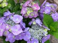 IrlHydrangea