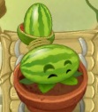 Melon-pult in the Zen Garden