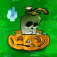 Ghost Pepper in a Pumpkin