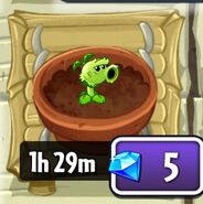 Small Primal Peashooter in the Zen Garden