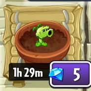 Small Primal Peashooter in the Zen Garden