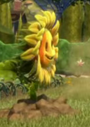 A rooted Sunflower.