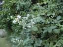 Real Life Bramble Bush