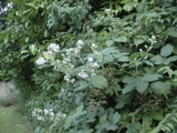 Bramble Bush