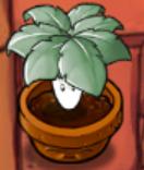 An Imitater Umbrella Leaf in a Flower Pot