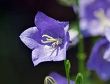 Bellflower plant