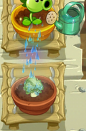 Headbutter Lettuce being watered in the Zen Garden