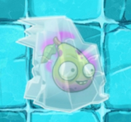 A frozen Imp Pear