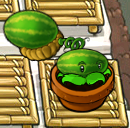 Melon-pult in Zen Garden