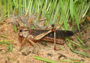 1024px-Locusta-migratoria-wanderheuschrecke