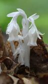 Monotropa uniflora