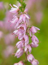 Calluna vulgaris.png