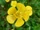 Buttercup