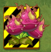 An endangered Dragon Bruit