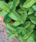 Spearmint(real)