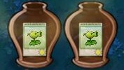 Pair of Peashooter seed packets inside the two vases