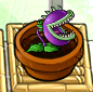 A small Chomper in Zen Garden