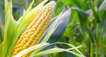 Corn-growing.jpg
